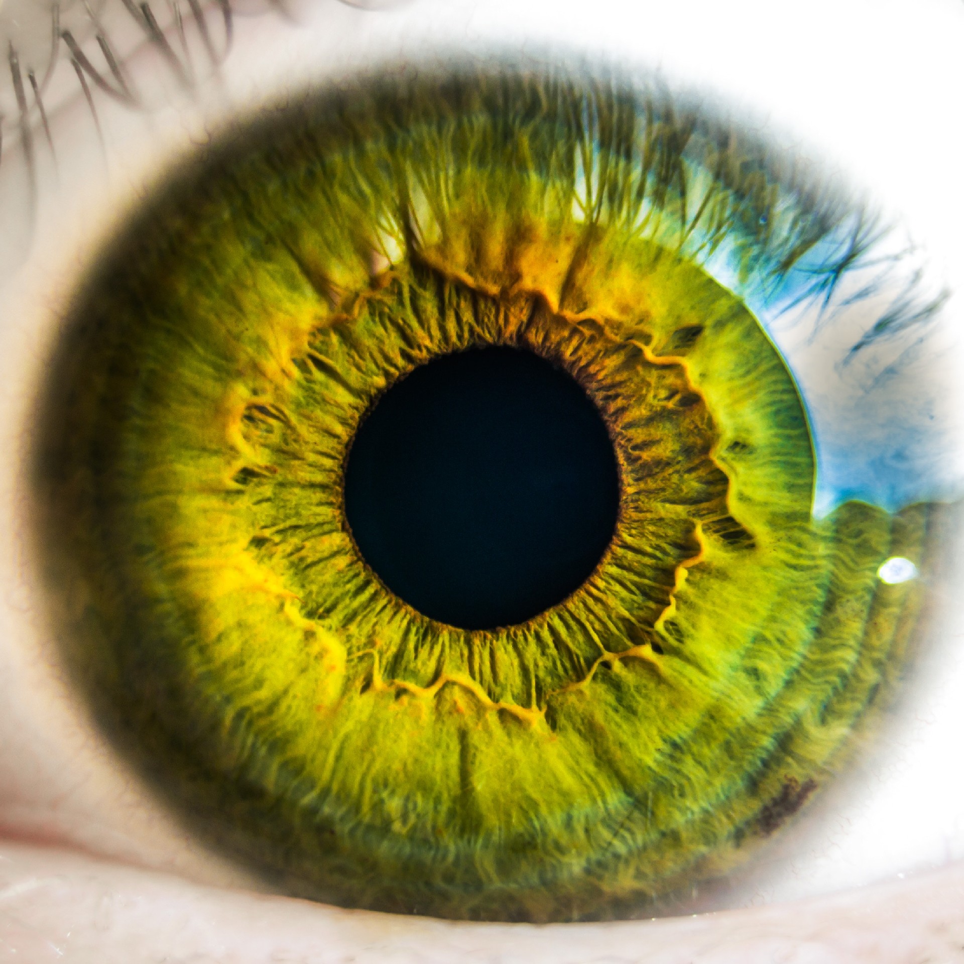 anatomy-biology-eye-8588.jpg